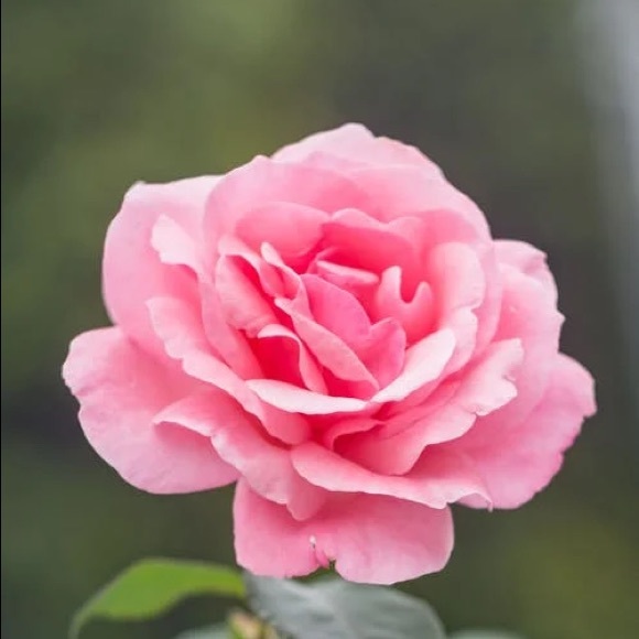 Meet your Posher, Peleg - Picture 1 of 1